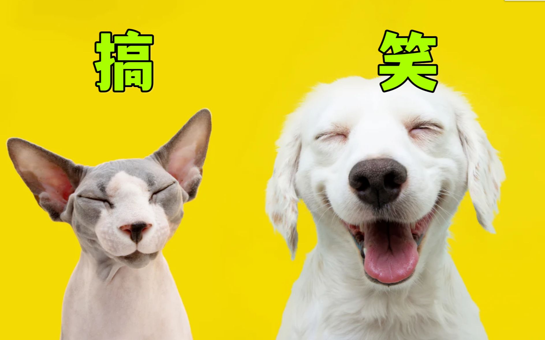 红桃免费视频官网-萌宠搞笑视频